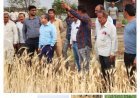 फसल नुकसानी सर्वे के लिए विधायक दिलीप मकवाना के निर्देश पर एसडीएम सहित प्रशासनिक अमला पहुंचा खेतों में